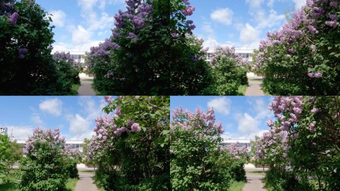 人行道两侧开花的紫色丁香灌木丛