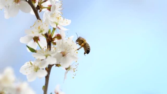 慢动作飞行蜜蜂覆盖着花粉，从白樱桃花中收集花蜜。蜜蜂被花粉授粉花覆盖。蜜蜂在苹果花周围飞行，收集花蜜