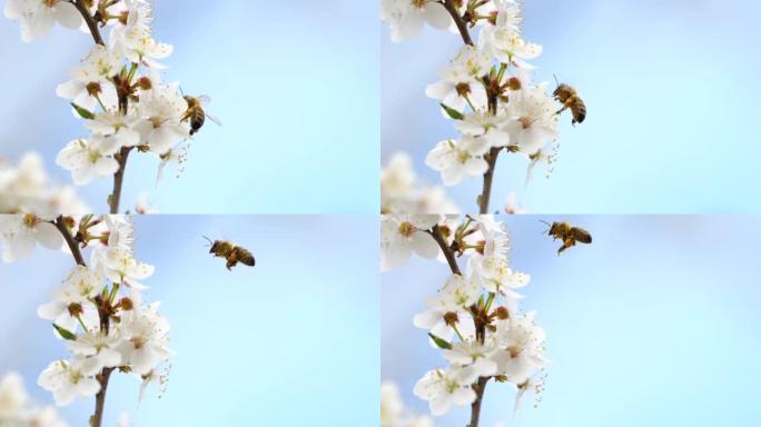 慢动作飞行蜜蜂覆盖着花粉，从白樱桃花中收集花蜜。蜜蜂被花粉授粉花覆盖。蜜蜂在苹果花周围飞行，收集花蜜