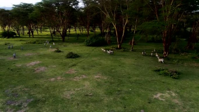 肯尼亚斑马耀眼的鸟瞰图。