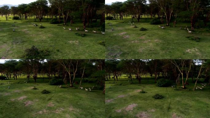 肯尼亚斑马耀眼的鸟瞰图。