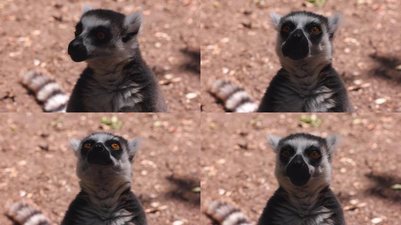 狐猴头的特写。在模糊的背景下咀嚼和食用哺乳动物。南非野生动物园中的动物