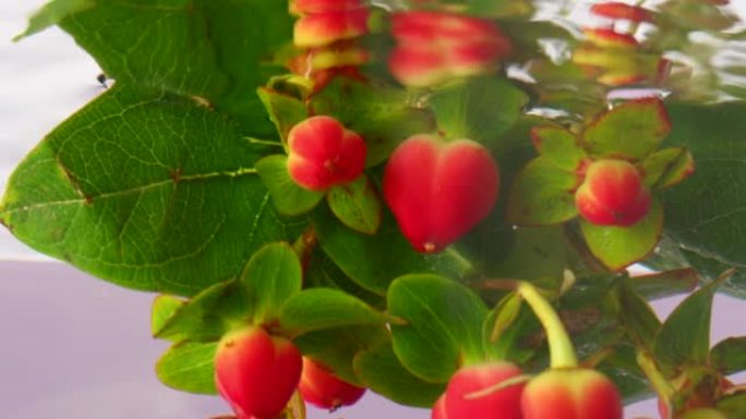 美丽的新鲜金丝桃浆果被浸入透明的水中。库存镜头。红色浆果和绿叶在清澈的水中，特写。