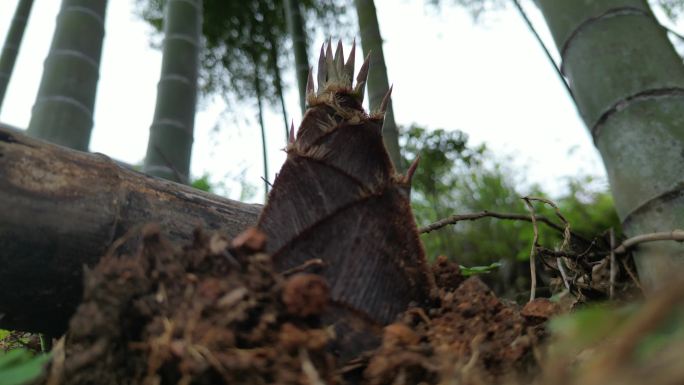 雨后春笋  露珠滑落唯美慢镜头意境