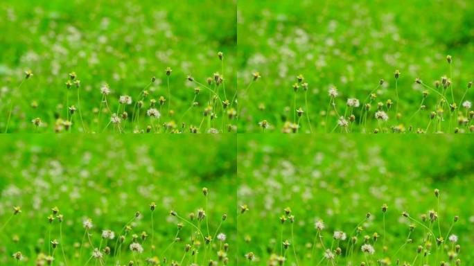 绿野白花盛开，模糊绿色自然的二十一点或鬼针草