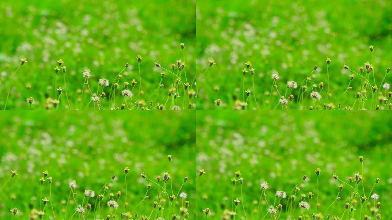 绿野白花盛开，模糊绿色自然的二十一点或鬼针草