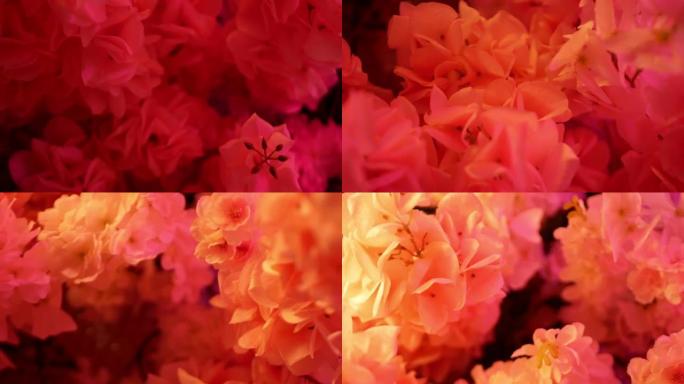微距拍摄美丽的粉红色人造花在风景。