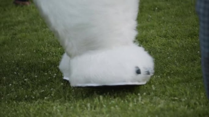 巨大蓬松的北极熊的服装爪子在草地上弹跳，特写。