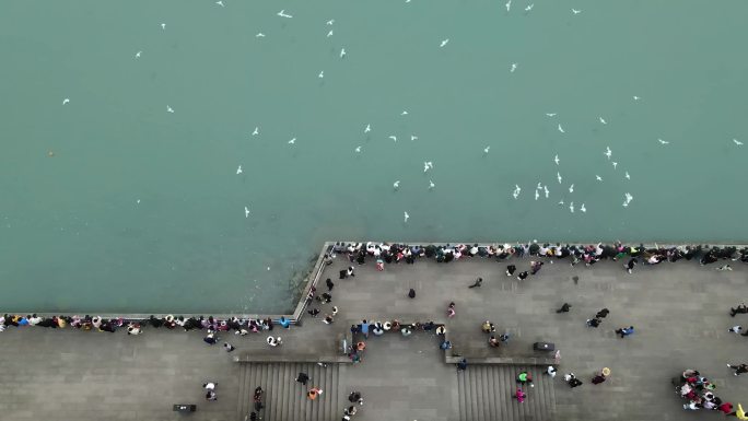 泸州航拍东门口西伯利亚海鸥人文城市风景