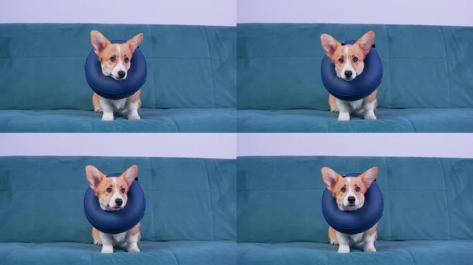 威尔士柯基犬彭布罗克或开衫小狗，脖子上有保护性充气项圈，或者外壳内有泡沫枕头。病犬乖乖地坐在沙发上。