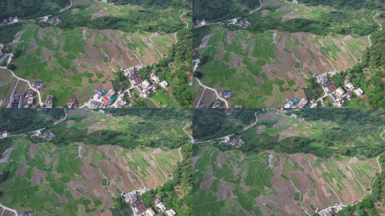 广州桂峰村耕地鸟瞰图