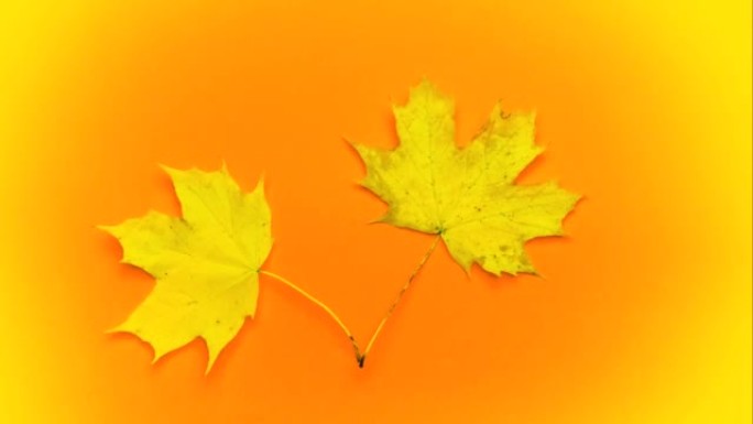 停止运动秋季背景与黄色的叶子