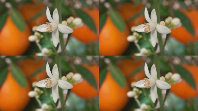树枝上盛开的白色柑橘香芙蓉的特写