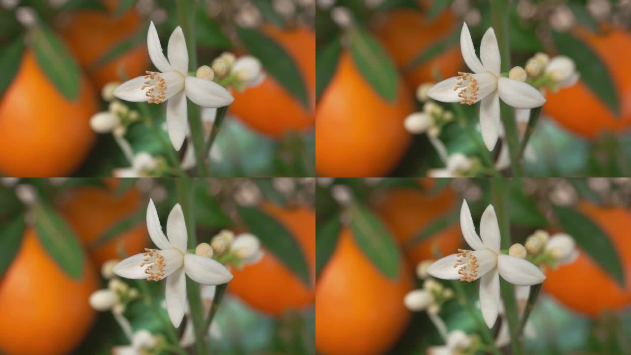 树枝上盛开的白色柑橘香芙蓉的特写