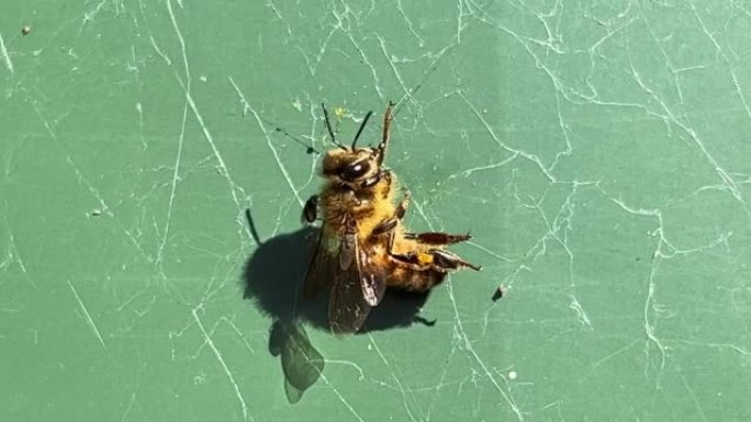 蜂蜜大黄蜂卡在蜘蛛网中，努力释放自己