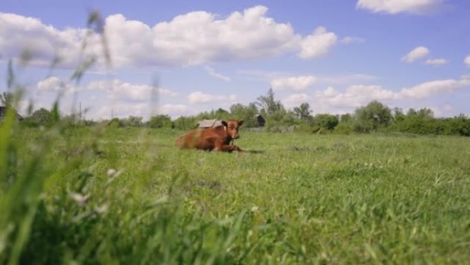 一只红色的小牛躺在草地上。一只红色的小牛躺在草地特写。小腿躺着，耳朵里有身份证明。