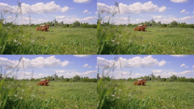 一只红色的小牛躺在草地上。一只红色的小牛躺在草地特写。小腿躺着，耳朵里有身份证明。