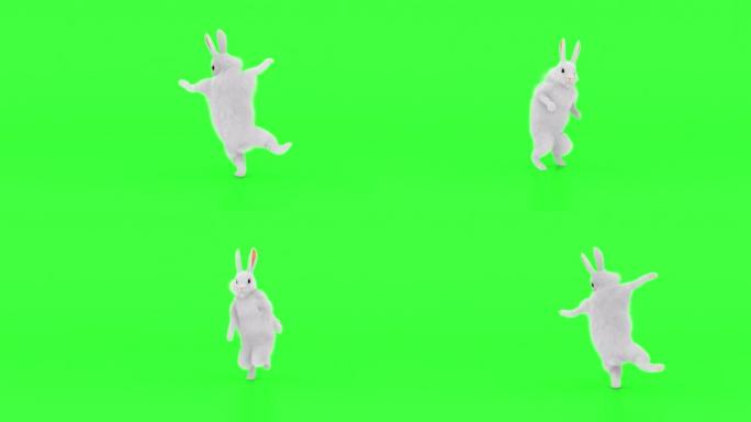 跳舞的白兔-在色度绿键上