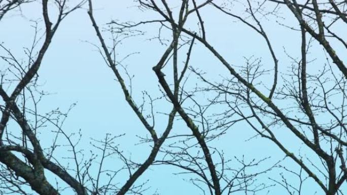 一只鸽子从树枝上飞走。