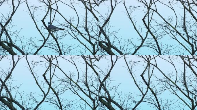 一只鸽子从树枝上飞走。