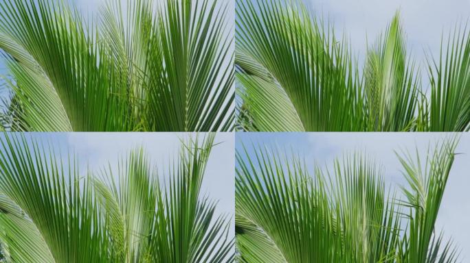 热带棕榈叶背景。棕榈枝，微风轻拂蓝天。