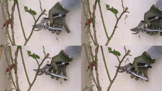 用手套和花园剪刀切割和修剪玫瑰植物的干树枝