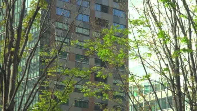 城市建筑窗户中的反射光和新鲜的绿色行道树
