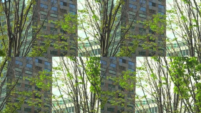 城市建筑窗户中的反射光和新鲜的绿色行道树