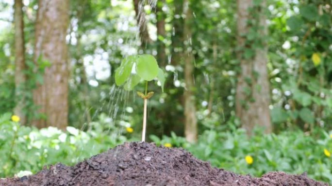 生长着它的小树已经种植并浇水得很好。