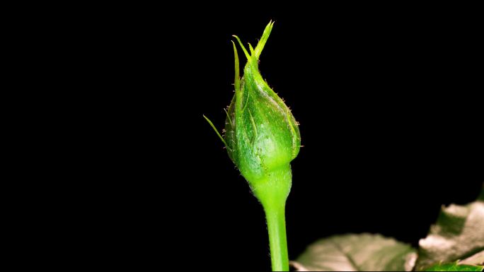 4k植物生长延时月季玫瑰花蕾生长延时拍摄