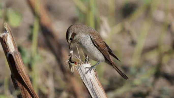 红背沙士雌性或Lanius colurio吃螳螂