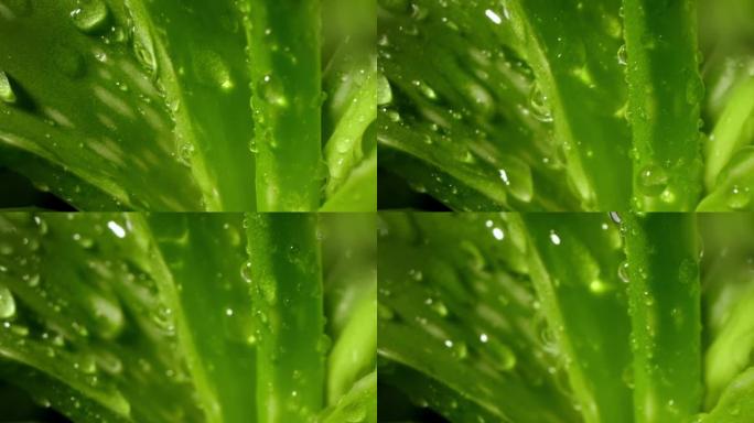 芦荟莲座丛，露水或雨水，新鲜多汁的绿色植物，潮湿的叶子，雨滴或水滴。天然药用植物为有机化妆品，替代药