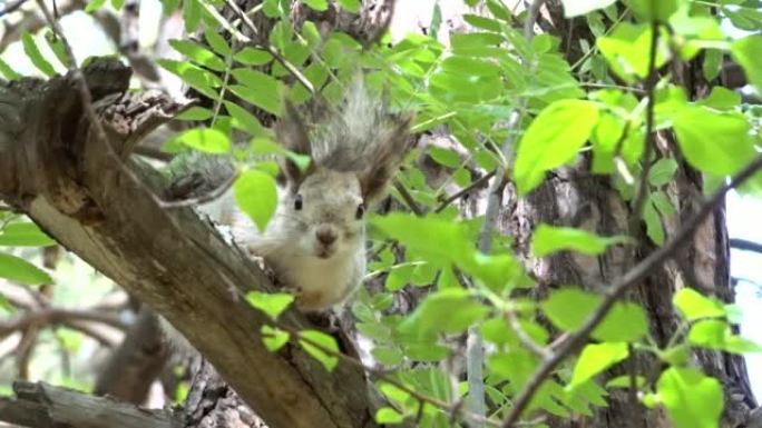 一只年轻机警的红松鼠坐在树枝上。慢动作