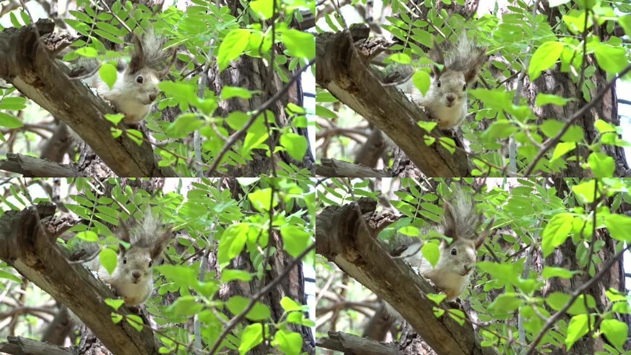一只年轻机警的红松鼠坐在树枝上。慢动作