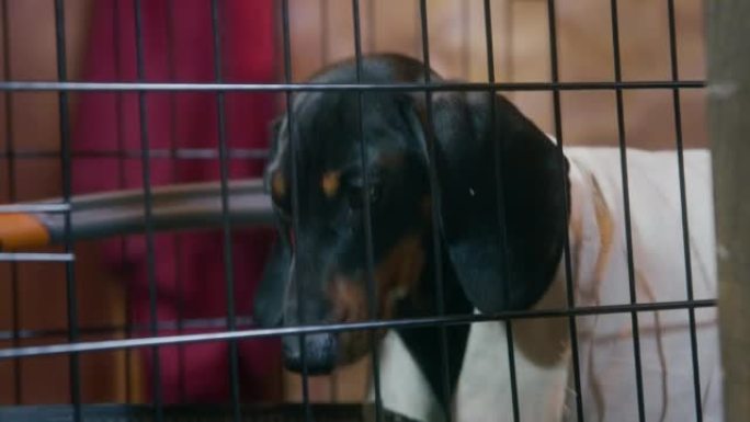 穿着亚麻衬衫的有趣的腊肠犬小狗想从笼子里出来，所以它用金属钢锯锯条，特写，侧视图。罪犯正试图逃跑。