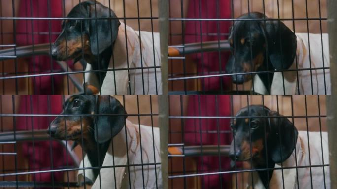 穿着亚麻衬衫的有趣的腊肠犬小狗想从笼子里出来，所以它用金属钢锯锯条，特写，侧视图。罪犯正试图逃跑。