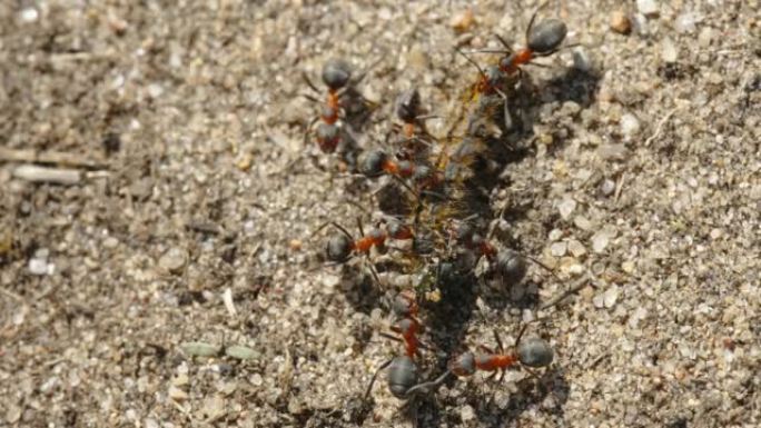爱沙尼亚的红蚂蚁蜂拥而至的一只死虫