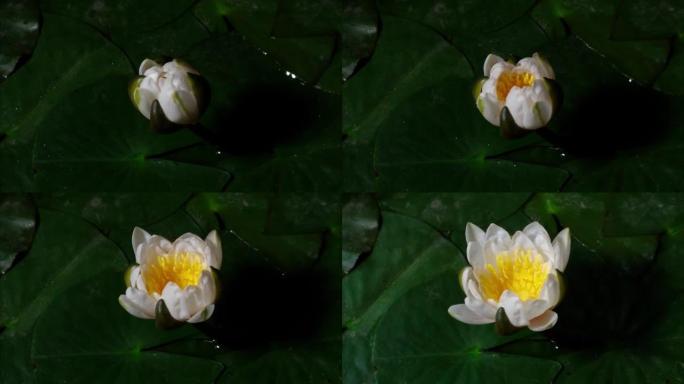 盛开的白水百合花从芽到盛开的4k延时镜头，特写b卷镜头俯视图。