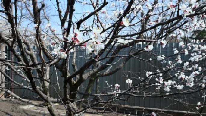 重点是在乡村庄园后院的花园里，一棵盛开杏树的白花树枝。