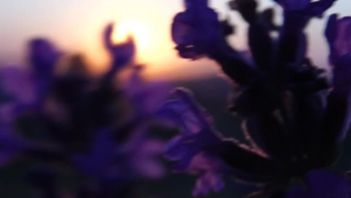 薰衣草花春天的背景与美丽的紫色颜色和散景灯。法国普罗旺斯，日落时分，田野里盛开的薰衣草。关闭了。有选