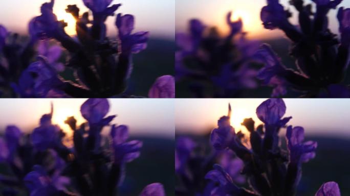 薰衣草花春天的背景与美丽的紫色颜色和散景灯。法国普罗旺斯，日落时分，田野里盛开的薰衣草。关闭了。有选