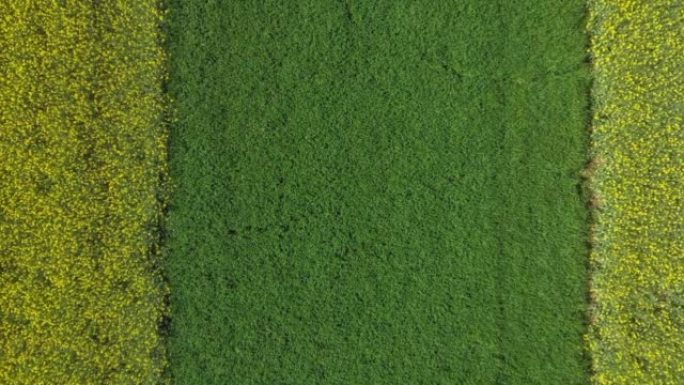 德国夏季温泽高地雷根斯堡附近上普法尔茨的无人机黄色开花油菜田景观的镜头