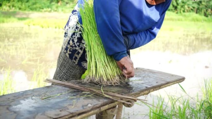 农民收集水稻树苗，准备水稻，种植季节，泰国农业，农产品，4K
