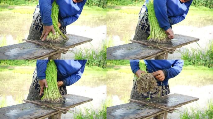 农民收集水稻树苗，准备水稻，种植季节，泰国农业，农产品，4K