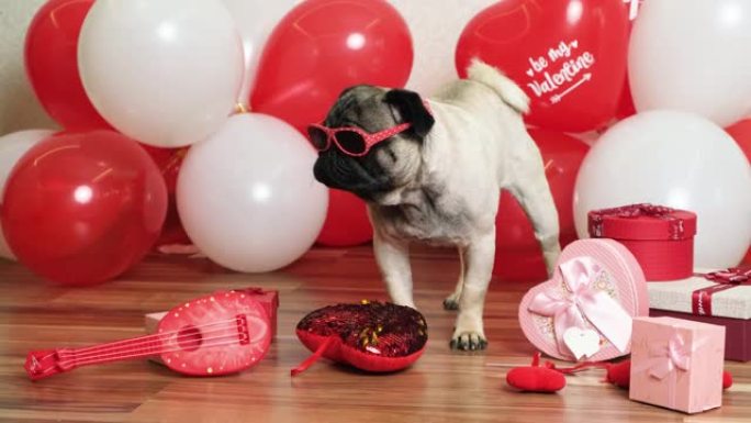 一个有趣的带眼镜的酷哈巴狗在红色和白色的球中庆祝情人节。宠物和假期。
