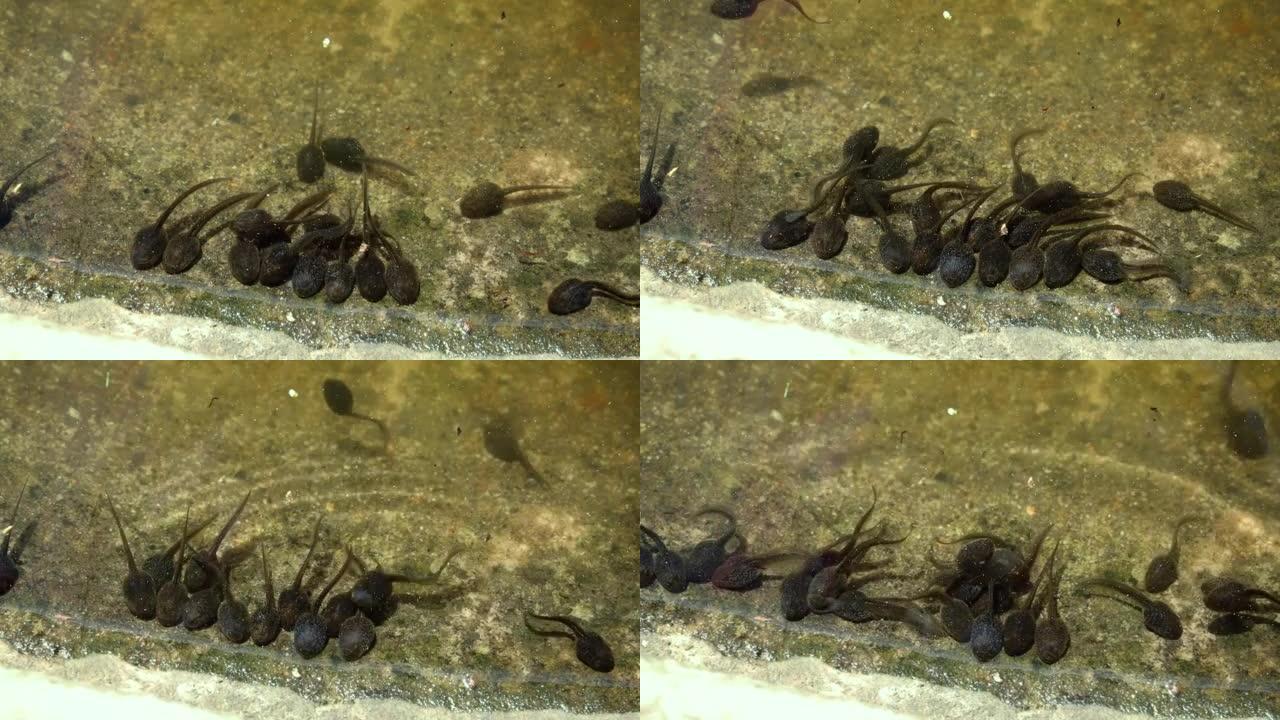 威克洛郡的一排蝌蚪在池塘里蠕动和游泳
