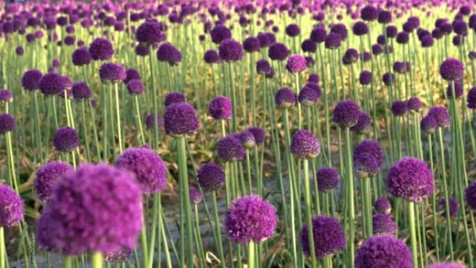 紫色葱属花紫色花朵视频素材