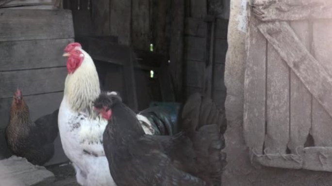 有机天然红白乡村鸡漫游乡村。鸡在传统的bar中觅食。谷仓院子里母鸡的特写。家禽概念