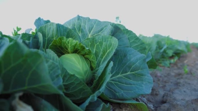 种植绿色卷心菜 ..小白菜生长在农民的田地里。