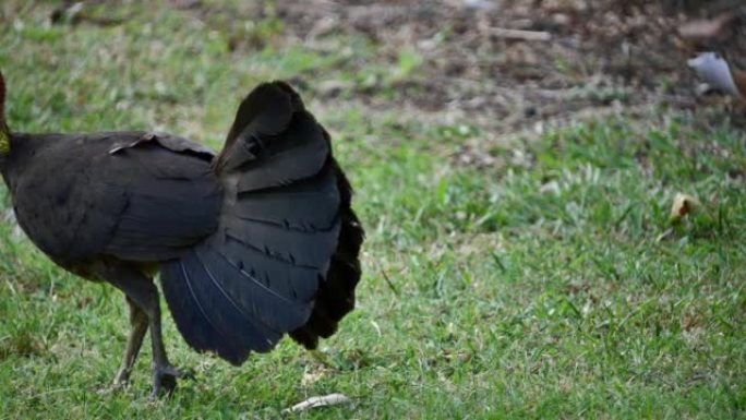 澳大利亚brushturkey